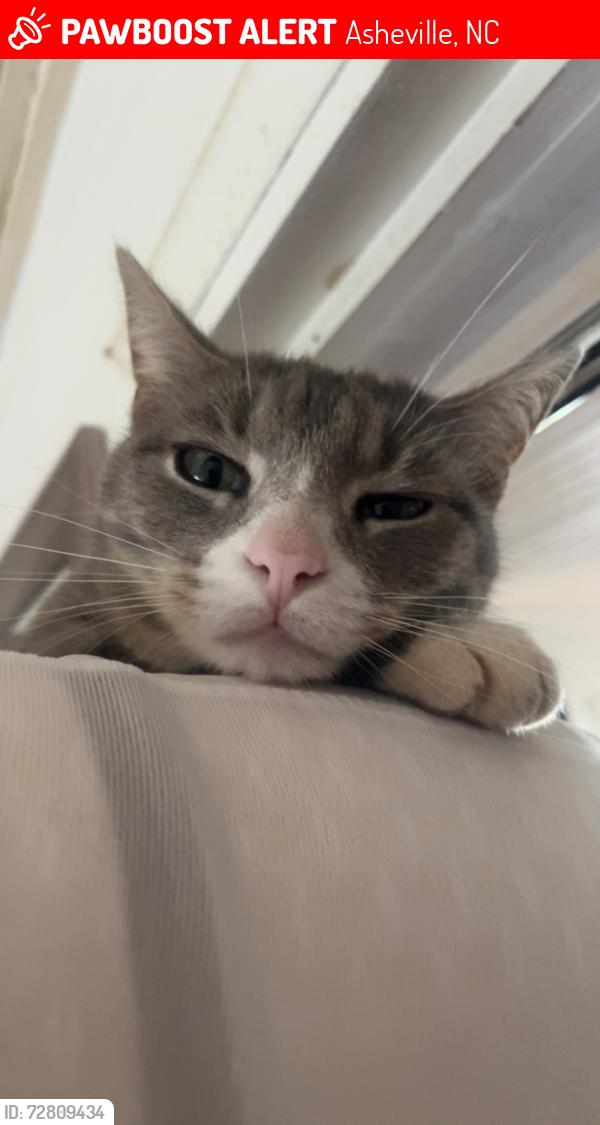 Lost Male Cat last seen Botiwalha, Asheville, NC 28806