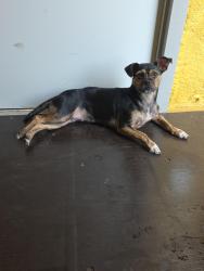 Found/Stray Female Dog last seen beltway 8 , Atascocita, TX 77346