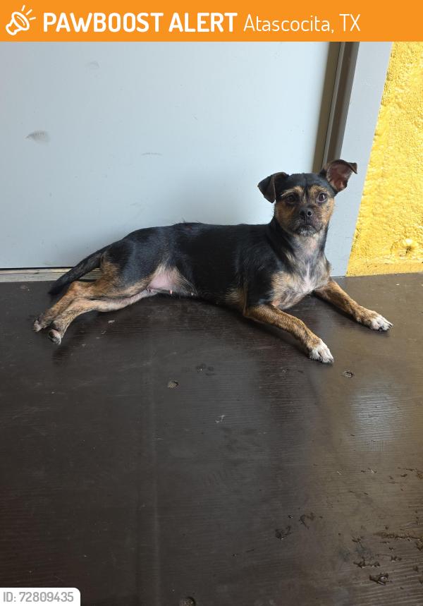 Found/Stray Female Dog last seen beltway 8 , Atascocita, TX 77346