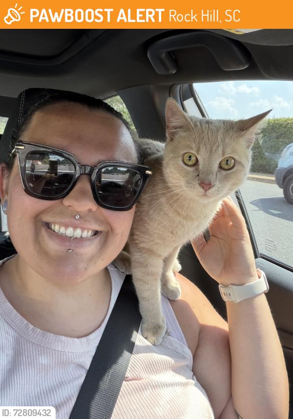 Found/Stray Male Cat last seen The Mercantile Rock Hill , Rock Hill, SC 29730