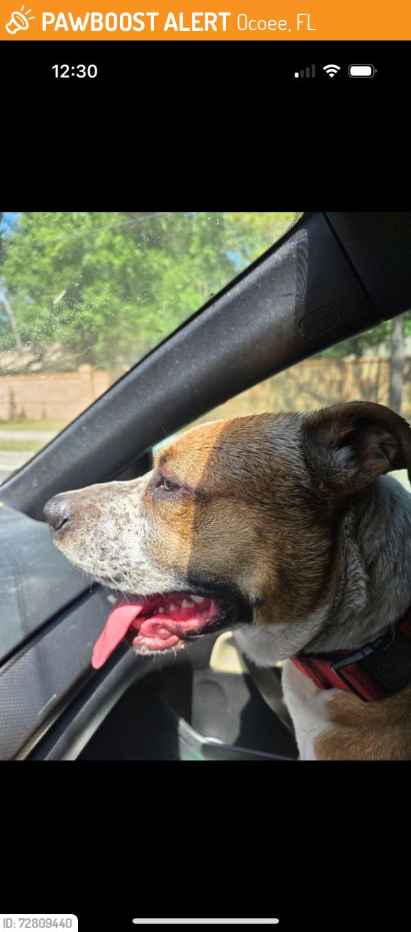 Found/Stray Unknown Dog last seen Remington oaks ct by prairie lake park , Ocoee, FL 34761