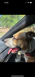Found/Stray Unknown Dog last seen Remington oaks ct by prairie lake park , Ocoee, FL 34761