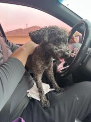 Found/Stray Male Dog last seen 84th Street, Oklahoma City, OK 73135