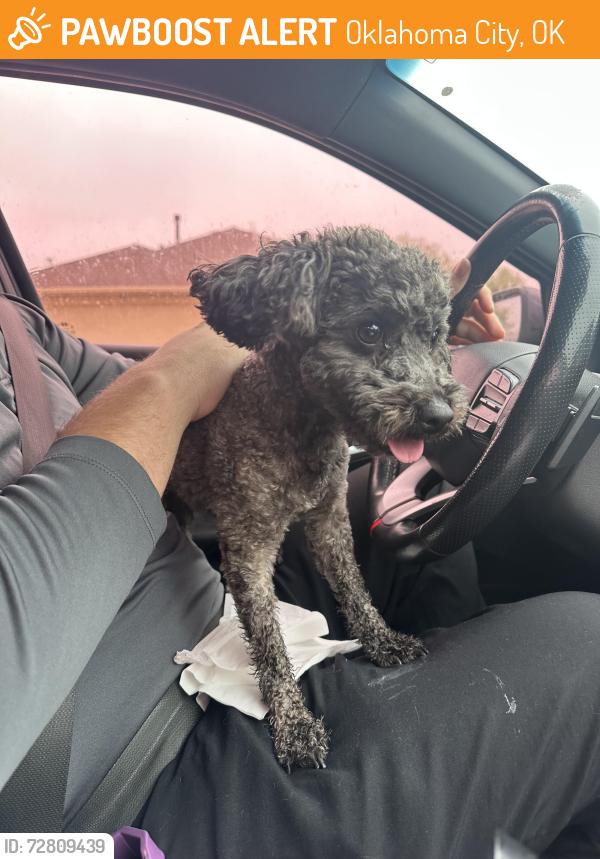 Found/Stray Male Dog last seen 84th Street, Oklahoma City, OK 73135