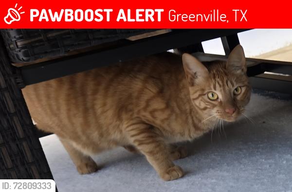Lost Male Cat last seen Stonewood ests, Greenville, TX 75402
