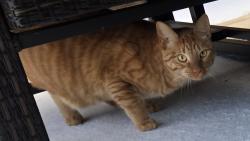 Lost Male Cat last seen Stonewood ests, Greenville, TX 75402