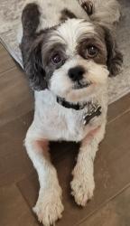 Lost Male Dog last seen Pioneer Rd, Rhome, TX 76078