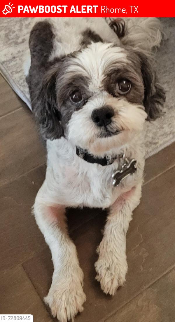Lost Male Dog last seen Pioneer Rd, Rhome, TX 76078