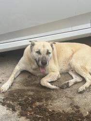 Found/Stray Male Dog last seen Whitby, San Antonio, TX 78240