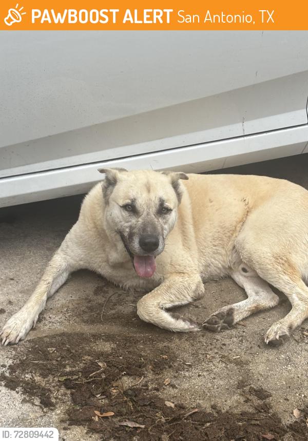 Found/Stray Male Dog last seen Whitby, San Antonio, TX 78240