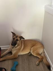 Found/Stray Female Dog last seen Autumn mist drive, Winston-Salem, NC 27108