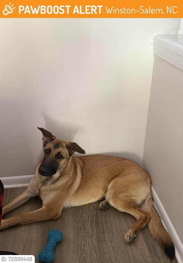 Found/Stray Female Dog last seen Autumn mist drive, Winston-Salem, NC 27108