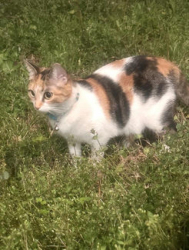 Lost Female Cat last seen Cypresswood Dr/ Forest Loch Dr, Spring, TX 77373