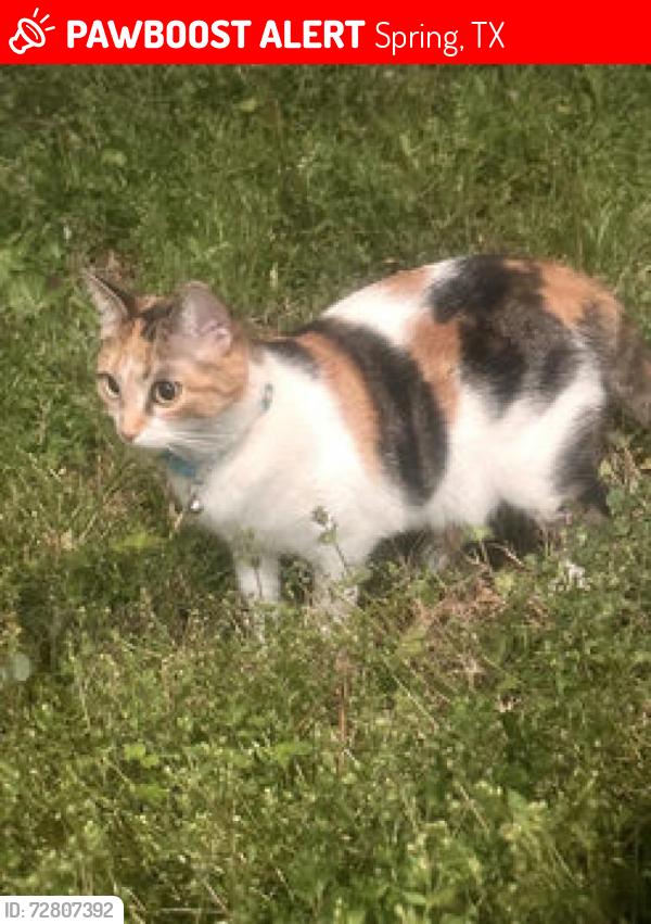 Lost Female Cat last seen Cypresswood Dr/ Forest Loch Dr, Spring, TX 77373