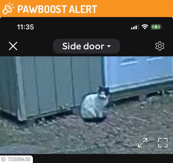 Found/Stray Unknown Cat last seen Yardville Heights , Hamilton Township, NJ 08620