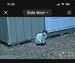 Found/Stray Unknown Cat last seen Yardville Heights , Hamilton Township, NJ 08620