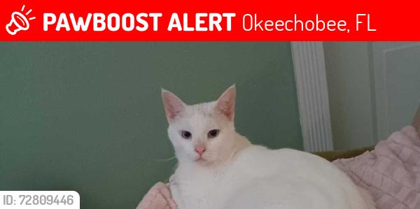 Lost Female Cat last seen Near and the C Point, Okeechobee, FL 34974