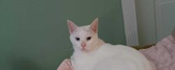 Lost Female Cat last seen Near and the C Point, Okeechobee, FL 34974