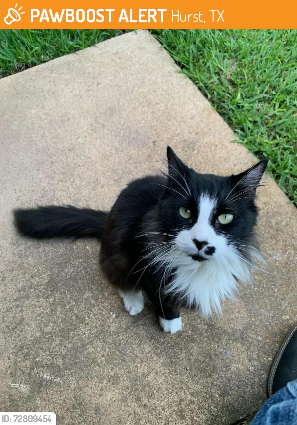 Found/Stray Female Cat last seen Bellaire and Tanglewood, Hurst, TX 76053