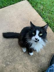 Found/Stray Female Cat last seen Bellaire and Tanglewood, Hurst, TX 76053
