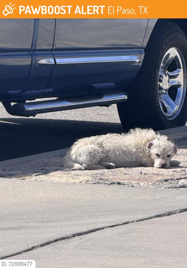Found/Stray Unknown Dog last seen Pellicano De , El Paso, TX 79936