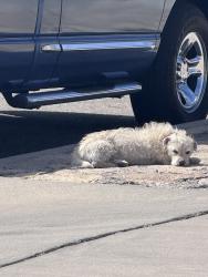 Found/Stray Unknown Dog last seen Pellicano De , El Paso, TX 79936