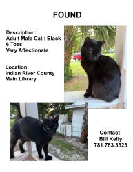 Found/Stray Male Cat last seen Indian County Main Library, Vero Beach, FL 32960