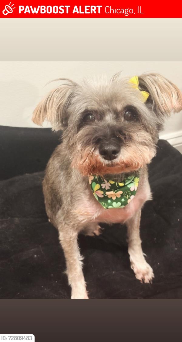 Lost Female Dog last seen 17th anc halsted , Chicago, IL 60608