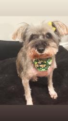 Lost Female Dog last seen 17th anc halsted , Chicago, IL 60608