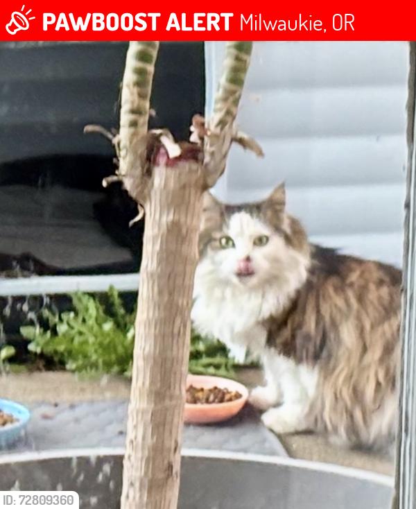 Lost Female Cat last seen CCC , Milwaukie, OR 97222