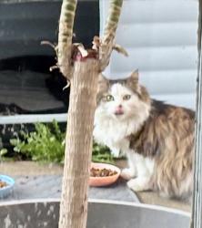 Lost Female Cat last seen CCC , Milwaukie, OR 97222