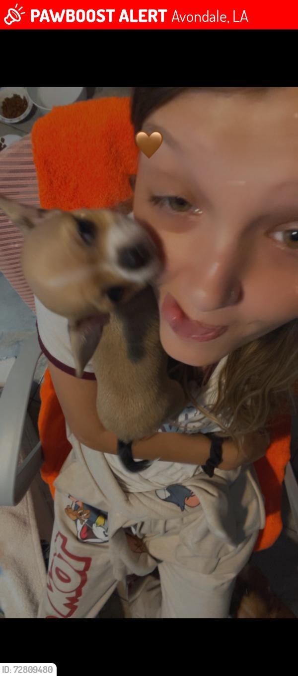 Lost Female Dog last seen Jamie blv, Avondale, LA 70094