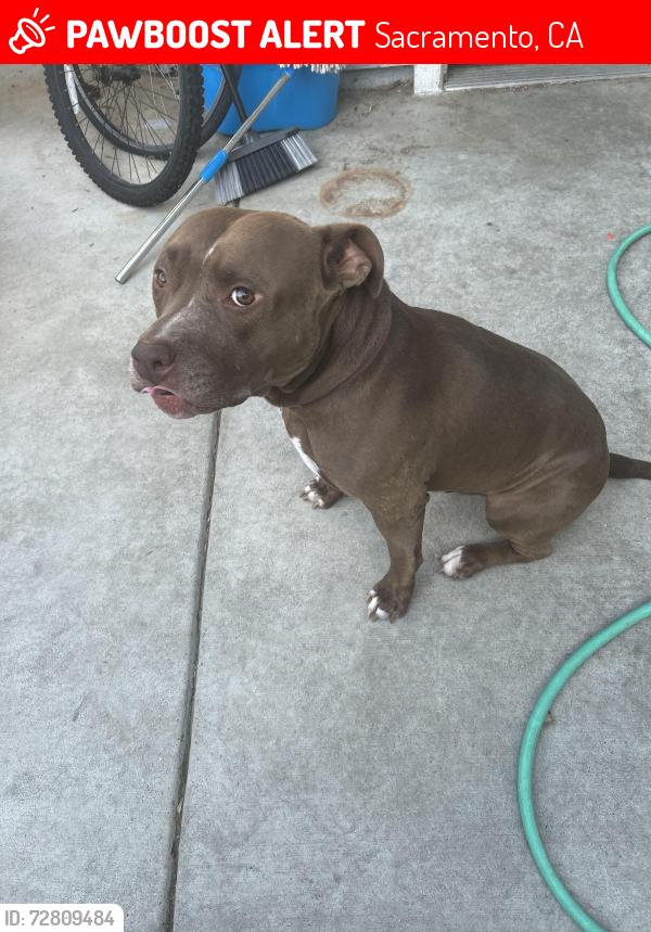 Lost Male Dog last seen Stockton blvd and Mack rd, Sacramento, CA 95823