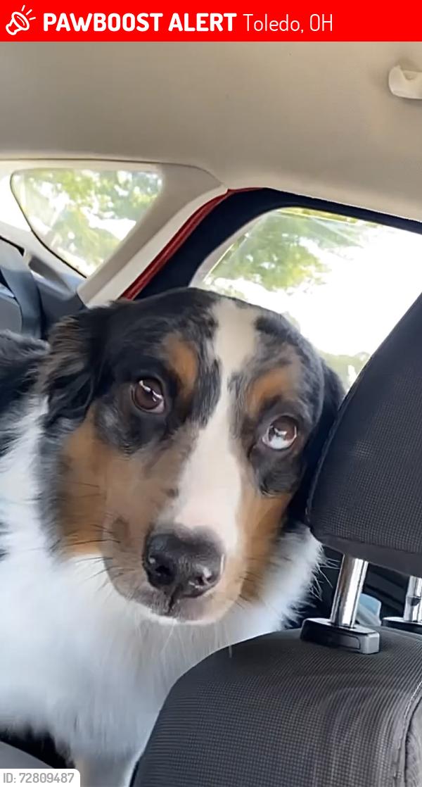 Lost Male Dog last seen Near 3rd st, Toledo, OH 43605