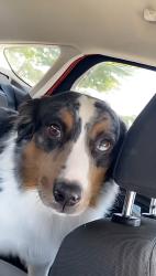 Lost Male Dog last seen Near 3rd st, Toledo, OH 43605