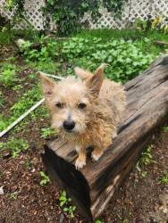 Lost Female Dog last seen Grove and 6th st., Ontario, CA 91764