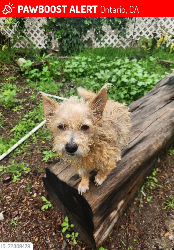 Lost Female Dog last seen Grove and 6th st., Ontario, CA 91764