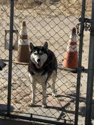 Found/Stray Female Dog last seen 30Th St East Lancaster ca, Lancaster, CA 93535