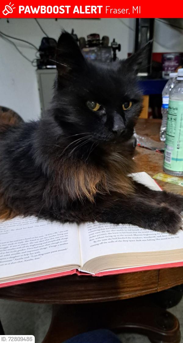 Lost Female Cat last seen Fraser Admin building, Fraser, MI 48026