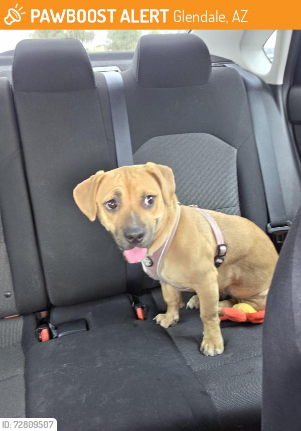 Found/Stray Female Dog last seen 75th Avenue and Camelback, Glendale, AZ, Glendale, AZ 85381