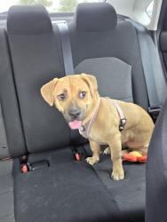Found/Stray Female Dog last seen 75th Avenue and Camelback, Glendale, AZ, Glendale, AZ 85381