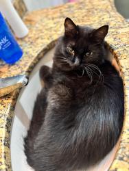 Lost Male Cat last seen Próximo rua cosmea , Jardim Alterosa, MG 