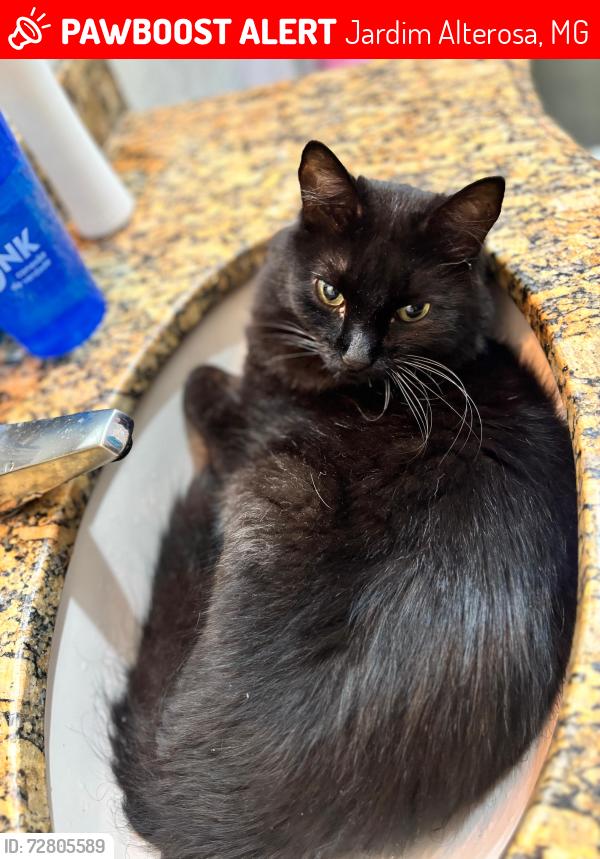 Lost Male Cat last seen Próximo rua cosmea , Jardim Alterosa, MG 