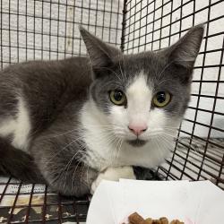 Shelter Stray Male Cat last seen , Edinburg, TX 78539