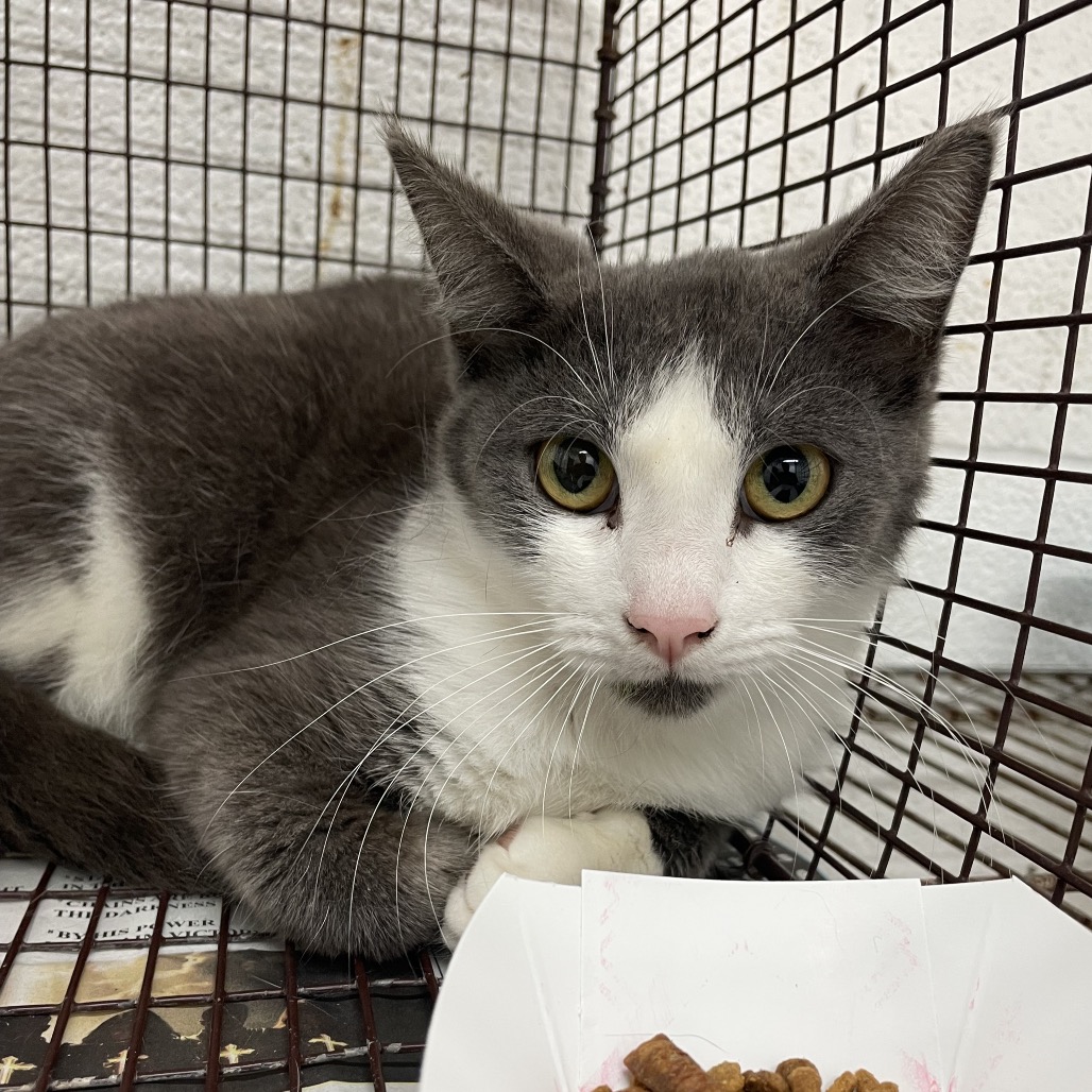 Shelter Stray Male Cat last seen , Edinburg, TX 78539