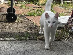 Found/Stray Male Cat last seen Hickock drive comstock drive , Stockton, CA 95209