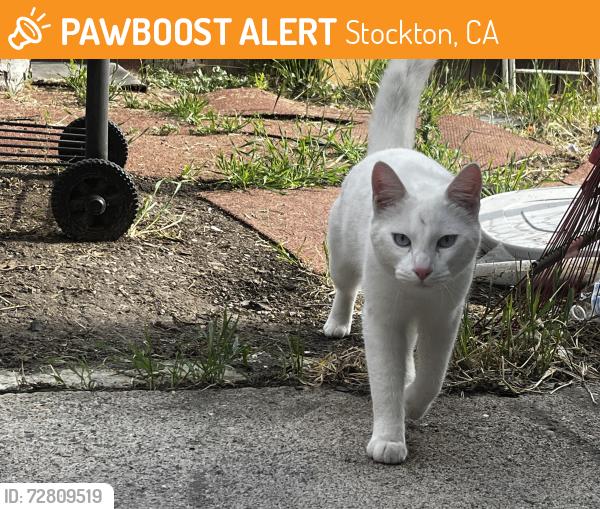 Found/Stray Male Cat last seen Hickock drive comstock drive , Stockton, CA 95209