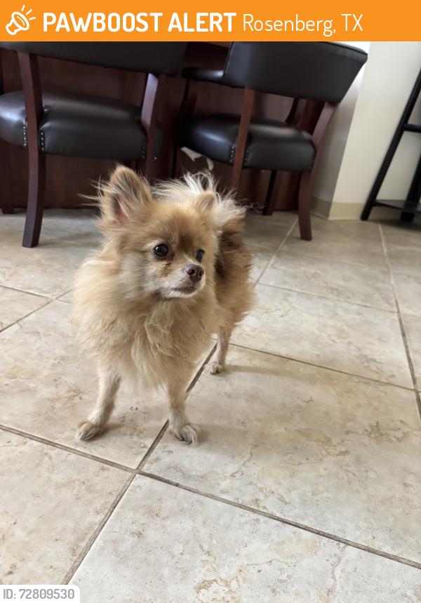 Found/Stray Female Dog last seen FM 2218 in Rosenberg, Tx, Rosenberg, TX 77471