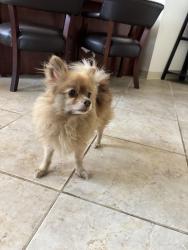 Found/Stray Female Dog last seen FM 2218 in Rosenberg, Tx, Rosenberg, TX 77471