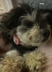 Lost Female Dog last seen Ina and la cholla, Casas Adobes, AZ 85704